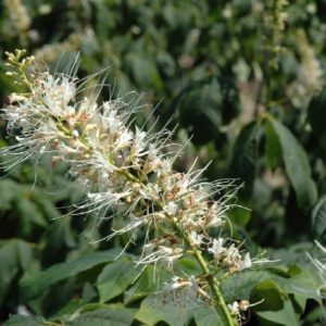 Bottlebrush Buckeye #5 - Image 1