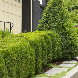 Boxwood - Green Mountain Pyramidal B&B 36-42' - Image 1