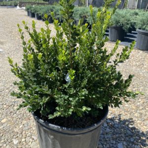 Boxwood - Little Missy #3 - Image 1