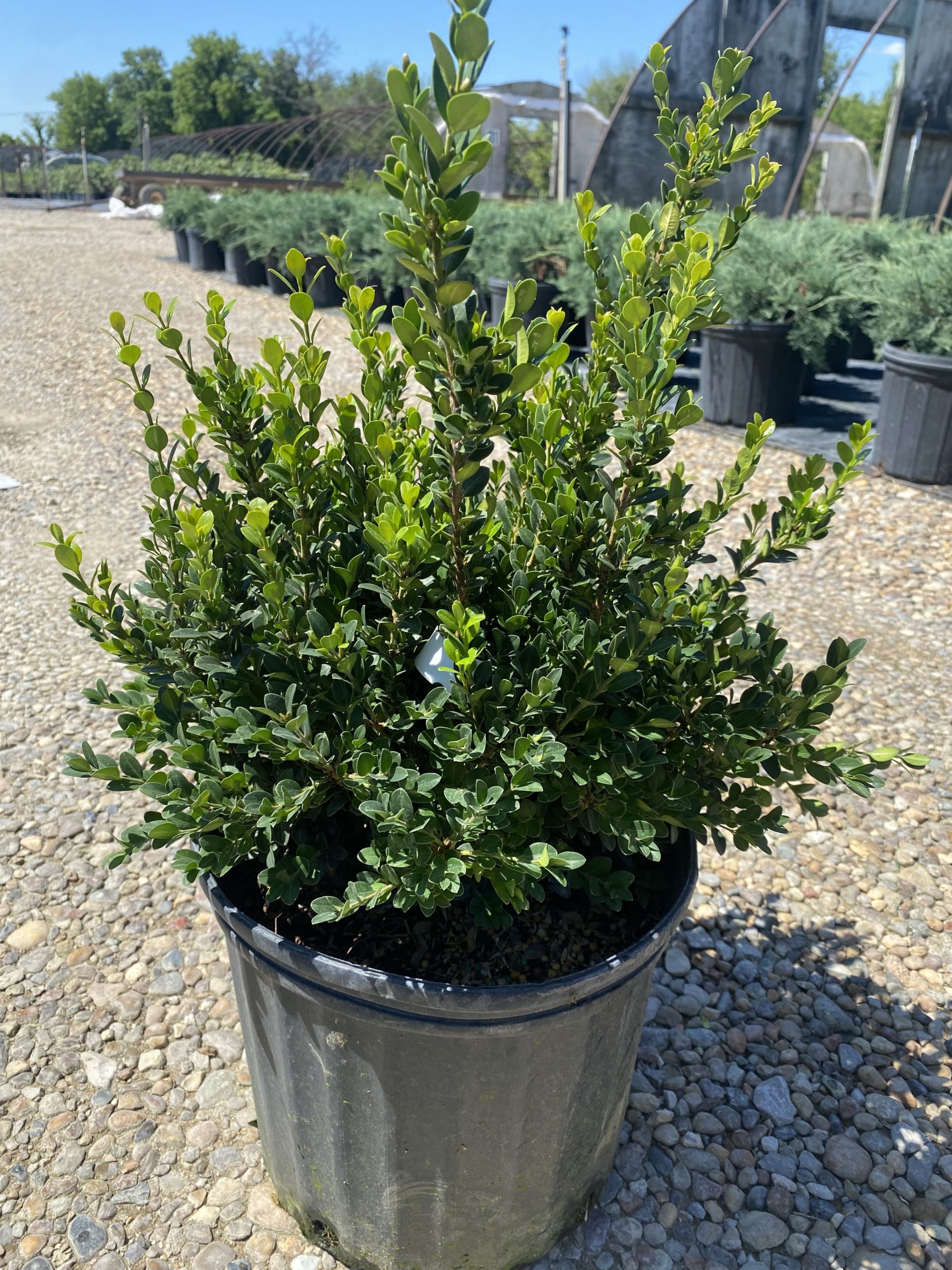 Boxwood Little Missy 3 Jerrys Landscape Nursery 8719