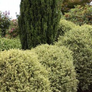 Boxwood - Variegated #3 - Image 1