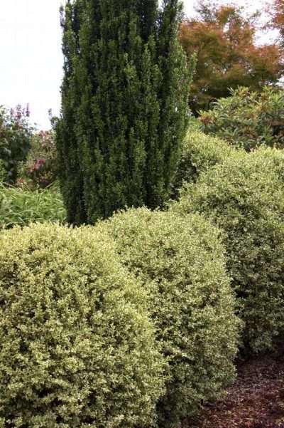 boxwood variegated