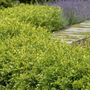 Boxwood - Wintergreen (Various Sizes) - Image 1