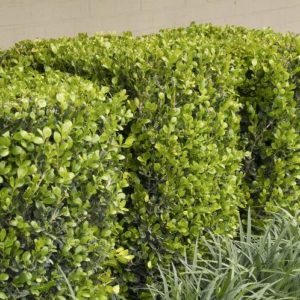 Boxwood - Winter Gem (Various Sizes) - Image 1