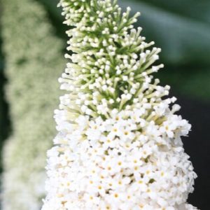 Buddleia - White #3 - Image 1