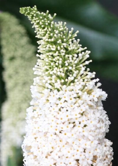 buddleia pugster white