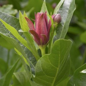 Carolina Allspice #7 - Image 1