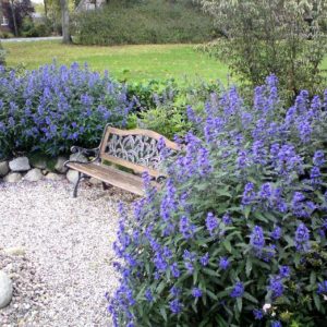 Caryopteris - Blue #3 - Image 1