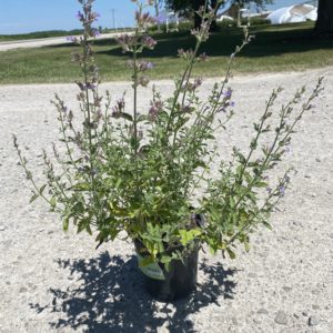 Catmint - Blue Wonder #1 - Image 1