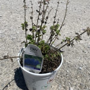 Catmint - Cat's Pajamas #1 - Image 1