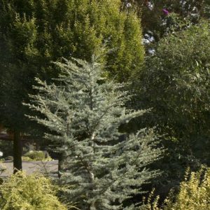 Cedar - Horstmann Blue Atlas (Various Sizes) - Image 1