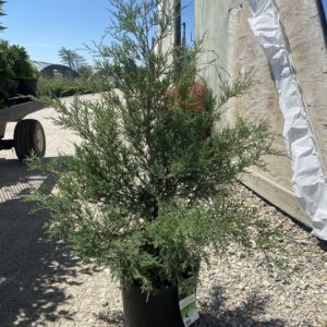 Cedar - Red #3 - Image 1