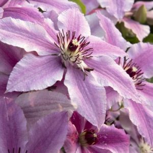 Dogwood - Cherokee Princess (Various Sizes) - Image 1