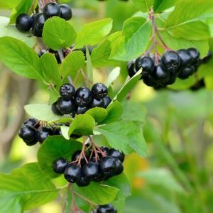 Chokeberry - Black #5 - Image 1