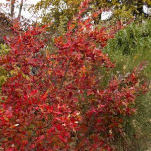 Chokeberry - Brilliant Red #5 - Image 1