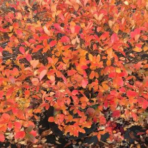 Chokeberry - Low Scape Mound #2/#3 - Image 1