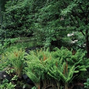 Cinnamon Fern #1 - Image 1