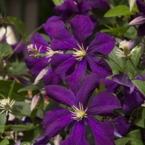 Clematis - Purple #1 and #2 - Image 1