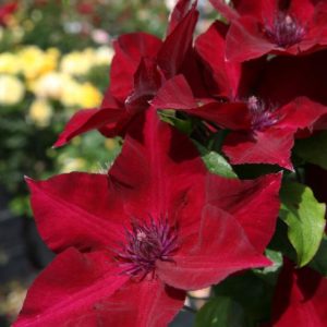 Clematis - Red #1 - Image 1