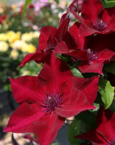 clematis red