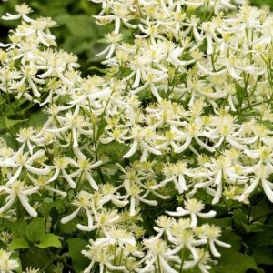 Clematis - Sweet Autumn #1 - Image 1