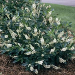 Clethra - Hummingbird #3/#5 - Image 1