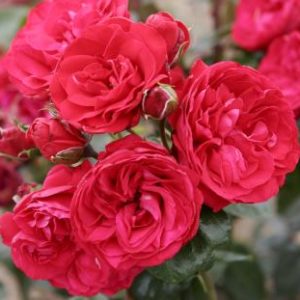 Climbing Rose - #2 - Image 1