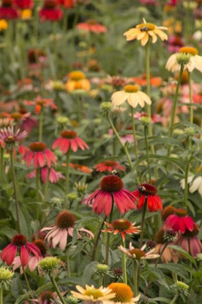 coneflower cheyenne spirit