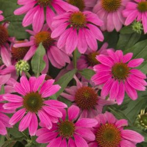 Coneflower - Kim's Knee High #1 - Image 1