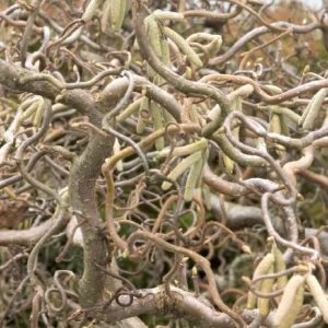 Contorted Filbert #5 - Image 1