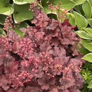 Coral Bells - Cherry Cola #1 - Image 1