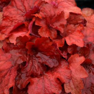 Coral Bells - Fire Alarm #1 - Image 1