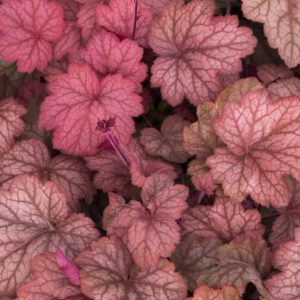 Coral Bells - Georgia Peach #1 - Image 1