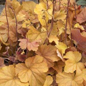 Coral Bells - Northern Exposure Amber #1 - Image 1