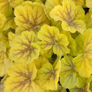 Coral Bells - Northern Exposure Sienna #1 - Image 1