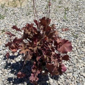 Coral Bells - Orange Delight #1 - Image 1