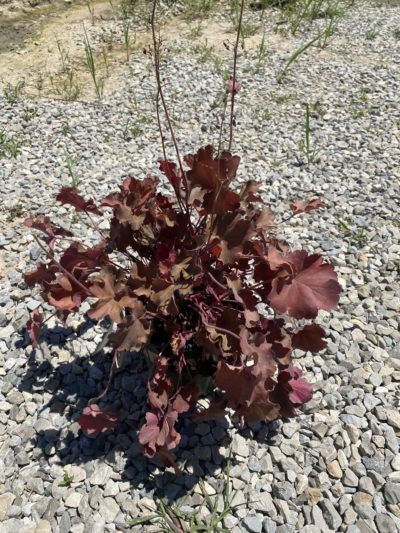 coral bells orange delight