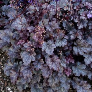 Coral Bells - Plum Pudding #1 - Image 1