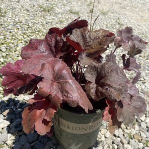 Coral Bells - Rio #1 - Image 1