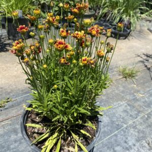 Coreopsis - Quart - Image 1