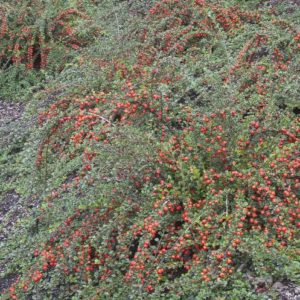 Cotoneaster - Apiculatus #5 - Image 1