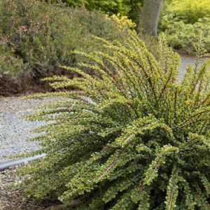 Cotoneaster - Tom Thumb #2/#3 - Image 1
