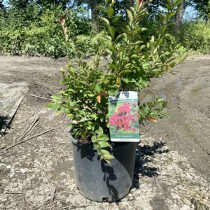 Crape Myrtle - Dwarf Victor Red #3/#5 - Image 1