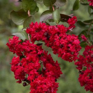 Crape Myrtle - Red #3 - Image 1