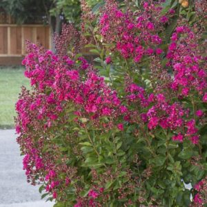 Crape Myrtle - Tonto (red) #3/#5 - Image 1