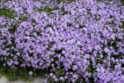 Emerald Blue Creeping Phlox subulata, at Visalia CA USA