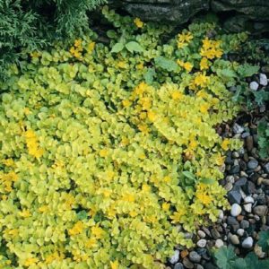 Creeping Jenny- flat - Image 1