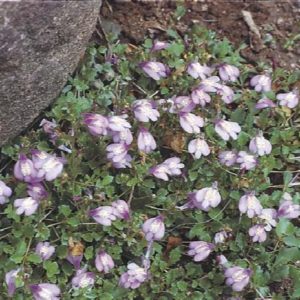 Creeping Mazus 3.5' - Image 1