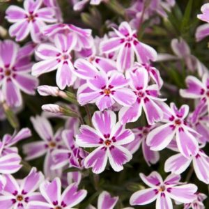 Creeping Phlox - Candy Stripe quart - Image 1