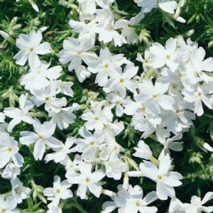 Creeping Phlox - White quart - Image 1